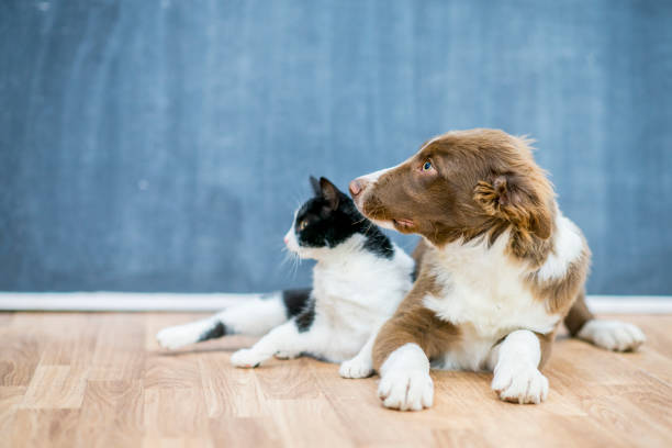istock Cat and dog lounging together 954762880