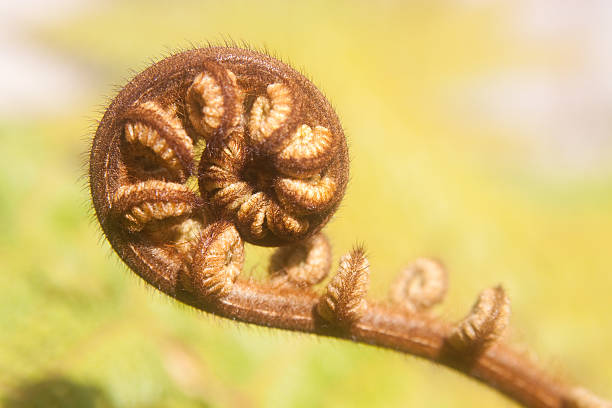 istock fern of Kour 95476313