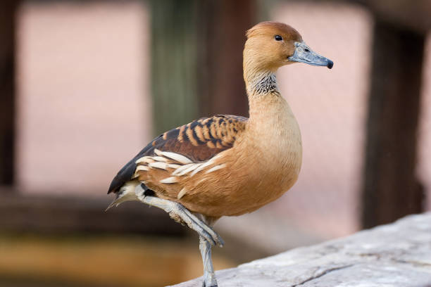 dendrocygna bicolor - dendrocigna bicolore - white faced whistling duck photos et images de collection