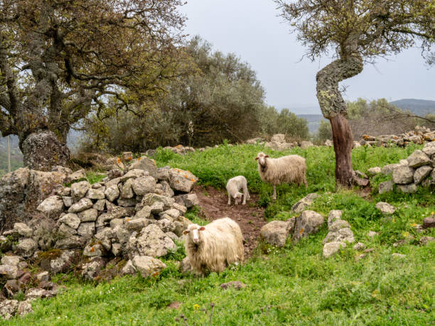 Sheep grazing on the hills of Sardinia Island in the Algarve District