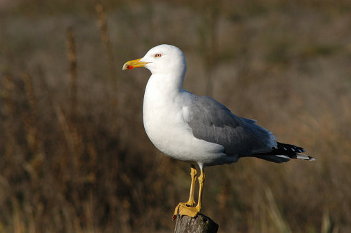 Seagull (Larus cachinnans)