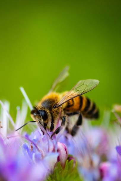 istock Honey bees collect pollen with small flowers, Close-up, macrophotography 954768764