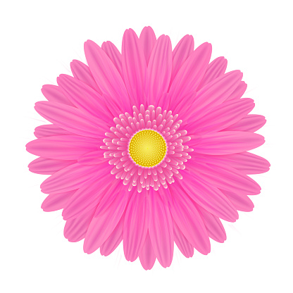 Vector realistic image of a pink gerbera flower. Gerbera with pink petals and yellow center. Picture for botany, biology, floristics. Vector EPS 10 illustration.