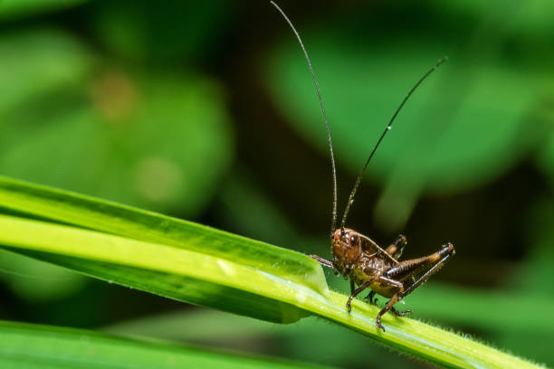 istock Close-up of grasshopper sitting on grass blade 954769500