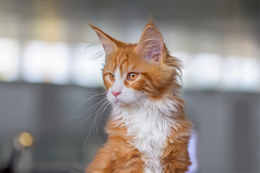 Portrait of a kitten Maine Coon breed red color.