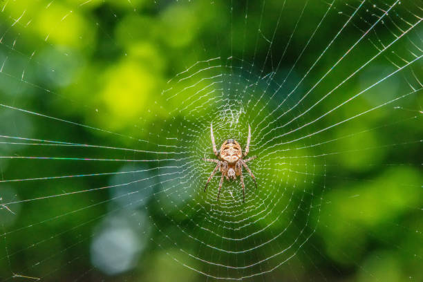 istock Spider on the web in the sunshine 954770534