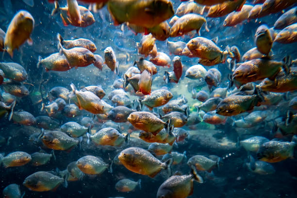 piranha-colossoma macropomum - piranha photos et images de collection