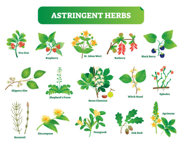 herbe kräutern vektor-illustration-sammlung. natürliche homöopathie wildpflanzen botanischen festgelegt. - ulme stock-grafiken, -clipart, -cartoons und -symbole