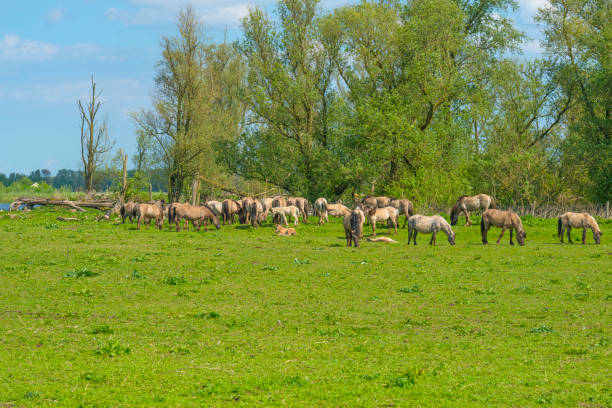 istock Feral horses in a field in sunlight in spring 954771076