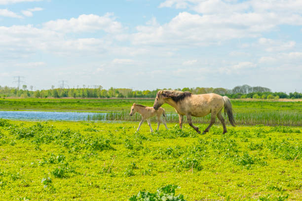 istock Feral horses in a field in sunlight in spring 954771258