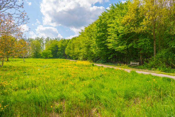 Trees and wild flowers in a field in sunlight in spring