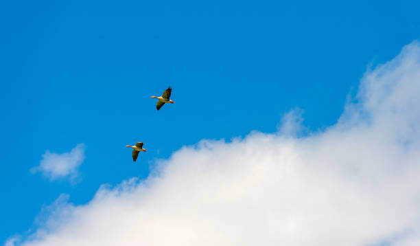 istock Geese flying in a blue cloudy sky in sunlight in spring 954773448