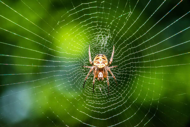 istock Spider on the web in the sunshine 954773550