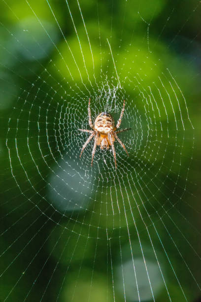 istock Spider on the web in the sunshine 954773854