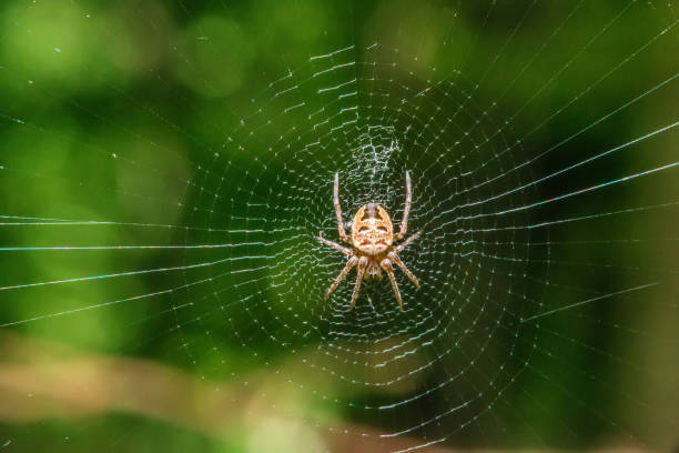 istock Spider on the web in the sunshine 954773856