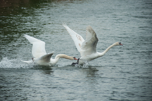 portrait of two swan flying   in the lake