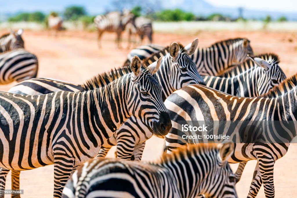 Zebras at Savannah Zebras and young Zebra together at Tsavo East National Reserve at Kenya at Africa Kenya Stock Photo
