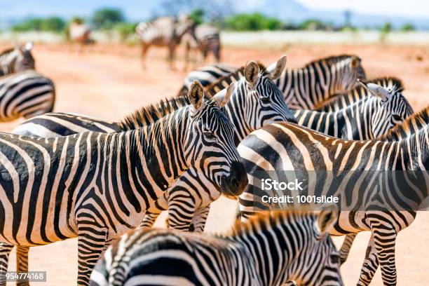 Zebras At Savannah Stock Photo - Download Image Now - Kenya, Tsavo East National Park, Zebra