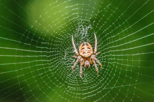 istock Spider on the web in the sunshine 954774282