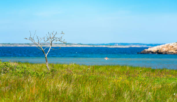 letnia łąka w szwecji - sweden summer swimming lake zdjęcia i obrazy z banku zdjęć