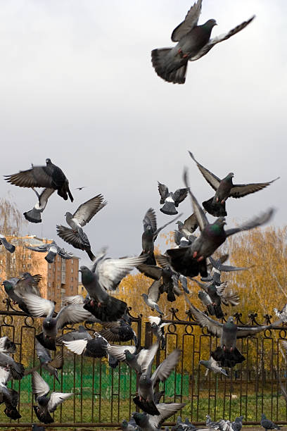 istock Flock of Pigeons 95477597