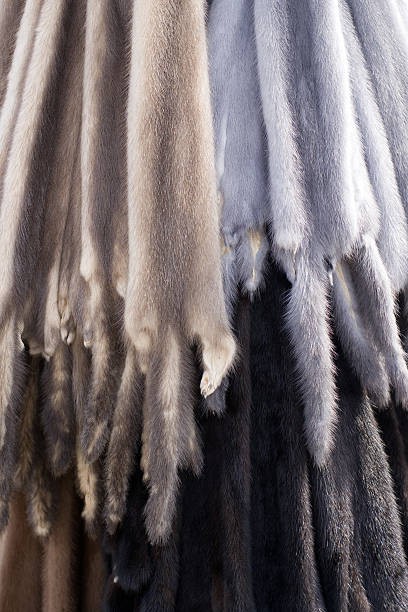 istock Animal furskin 95477612