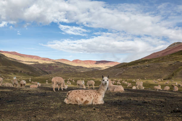 istock Hiking to Rainbow Mountain 954777054