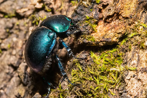 istock Dung beetle or Oreina sp. Coleoptera (Chrysomelidae) Beetle 954777532