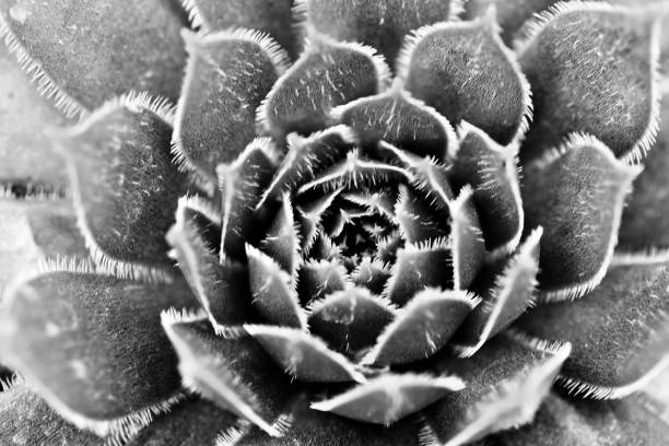 Succulent Flower Black and White Nature Abstract Background