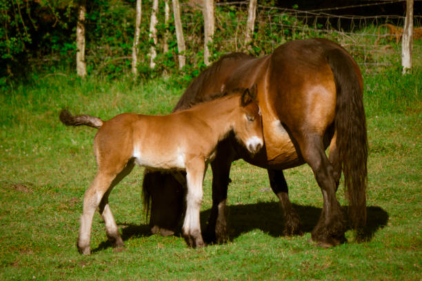 istock foal and his mother 954778144