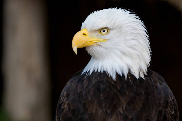 istock Haliaetus leucochephalus , an American sea eagle 954778754