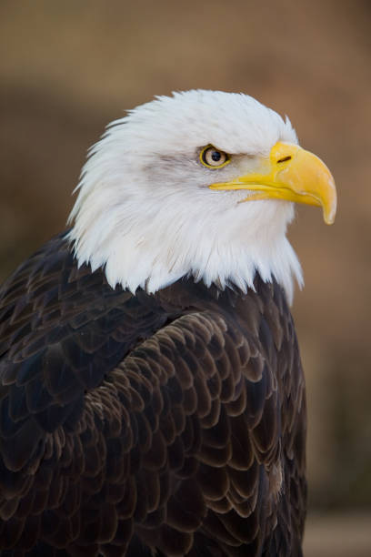 istock Haliaetus leucochephalus , an American sea eagle 954778982
