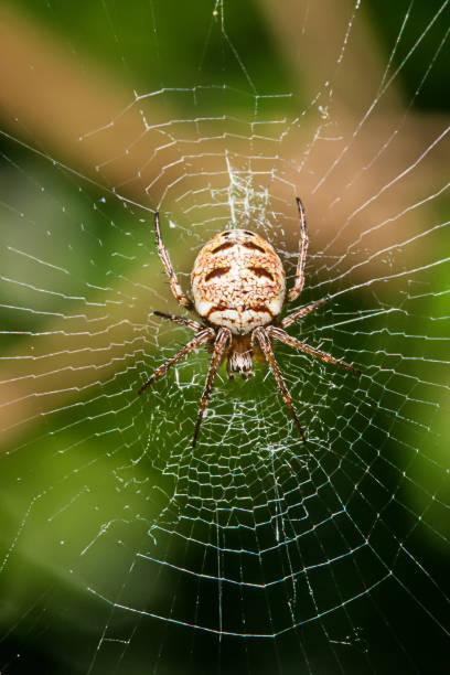 istock Spider on the web in the sunshine 954779332