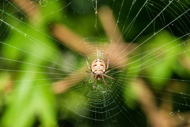 istock Spider on the web in the sunshine 954779440