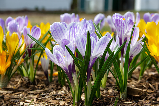 Violet white and yellow crocus flowers in early spring