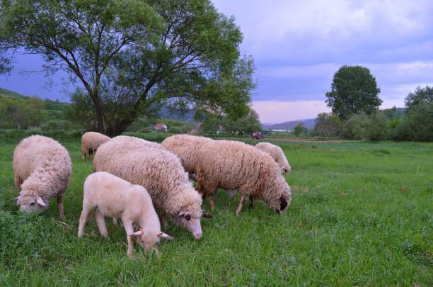 istock sheep and lambs in the meadow 954787690