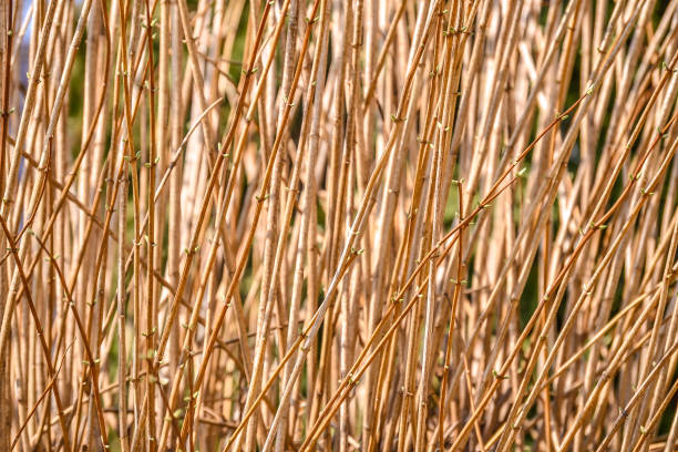 istock dry branches natural natural background. Brown 954788034