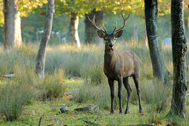 Cerf au petit matin – zdjęcie