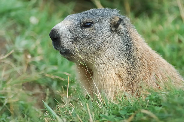 Portret de marmotte – zdjęcie