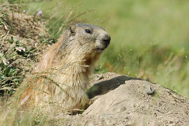 스위스 groundhog 신흥 그 버로우 - marmot switzerland graubunden canton arosa 뉴스 사진 이미지