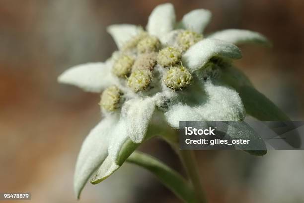 Edelweiss Stock Photo - Download Image Now - Edelweiss - Flower, Arosa, Color Image