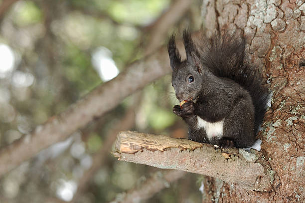 Squirrel in a tree  arosa photos stock pictures, royalty-free photos & images