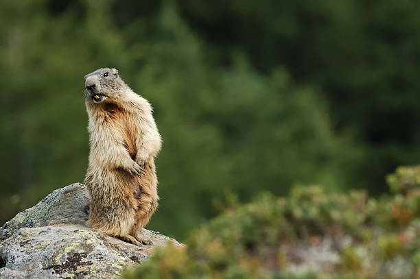 cry of the wild groundhog - groundhog stok fotoğraflar ve resimler