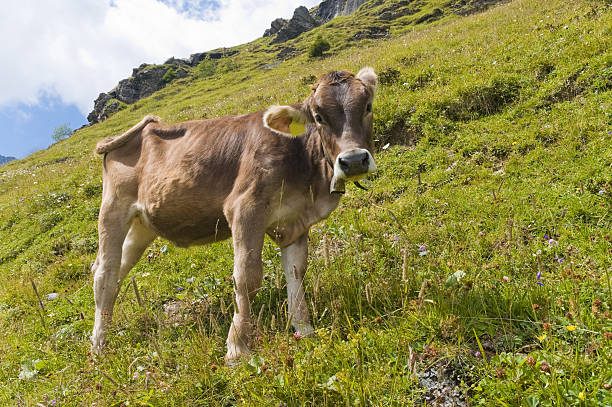 Calf w Alpy Szwajcarskie – zdjęcie