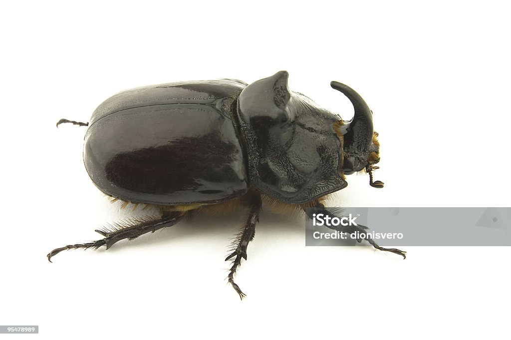 beetle  Beetle Stock Photo