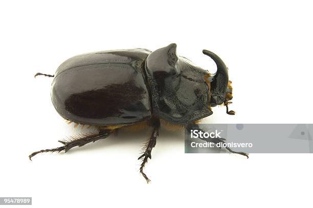 Beetle Stock Photo - Download Image Now - Beetle, Black Color, Brown