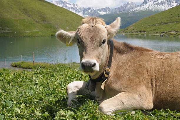 portrait of Swiss cow  arosa photos stock pictures, royalty-free photos & images