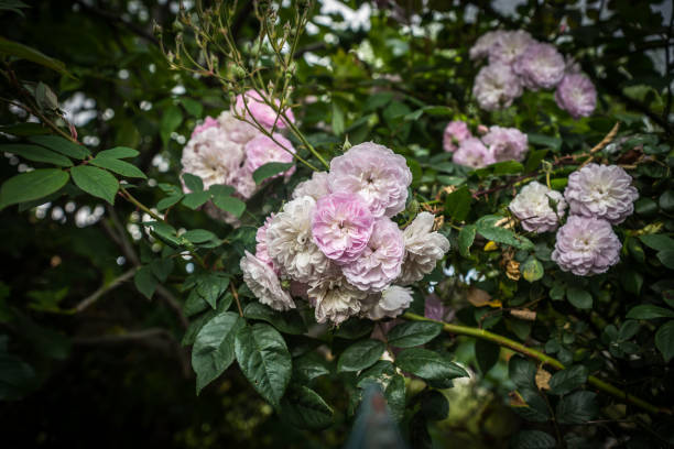 istock Beautiful spring flowers and plants in Greece 954792912