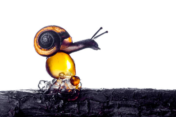Snail on the top of amber, resin, isolated on white