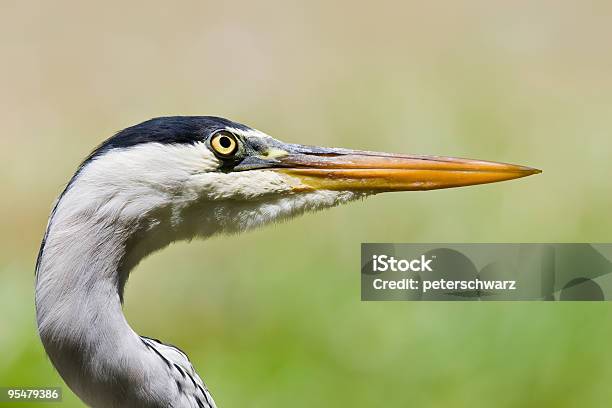 Airone - Fotografie stock e altre immagini di Affilato - Affilato, Airone cenerino, Arancione